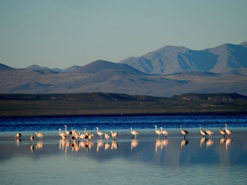 Laguna Llancanelo, Malargüe. Mendoza, Argentina.