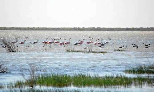 Reserva Laguna de Guanacache Mendoza Argentina