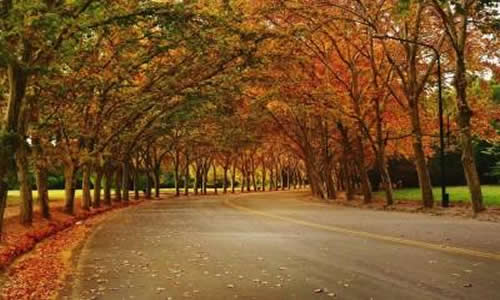 Foto: Roxy Giorgi Ongay Avenida de las Tipas Ciudad de Mendoza Argentina